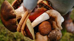 Eksperci apelują o ostrożność podczas zbierania grzybów