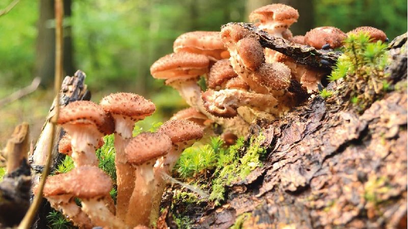 Bioluminescencja opieńki charakteryzuje się cyklem dobowym. Grzyb świeci od późnego popołudnia (ok. godziny 18) do późnego poranka (ok. godziny 8).