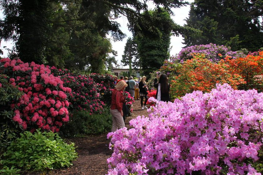 Arboretum Kórnickie zakwitło