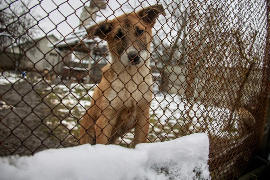 Napušteni pas u selu Čerkaski Tiški u Harkovskoj oblasti 25. novembra 2022.