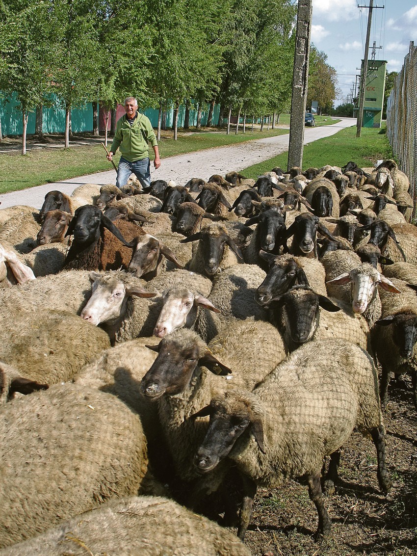 Borislav Ferenčev sa svojim stadom