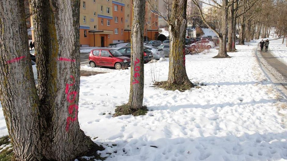 W Olsztynie będzie kolejna wycinka drzew