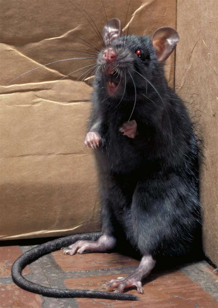 Zabiłam szczura tłuczkiem