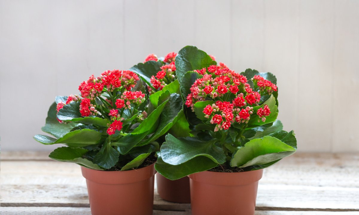 Masz w domu tę popularną roślinę? Usuń z niej "smutne liście", bo przyciągają pecha