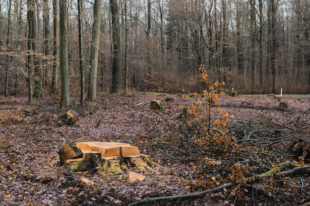 Reinhardswald, Niemcy. Las z bajek braci Grimm idzie do wycinki