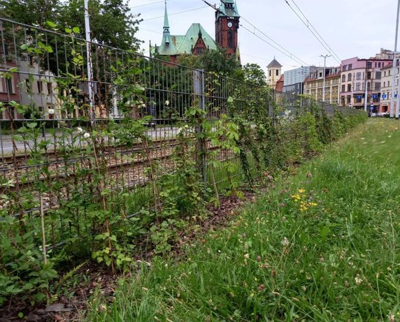 Wrocław: będzie więcej zielonych przystanków. Zdecydowali mieszkańcy!