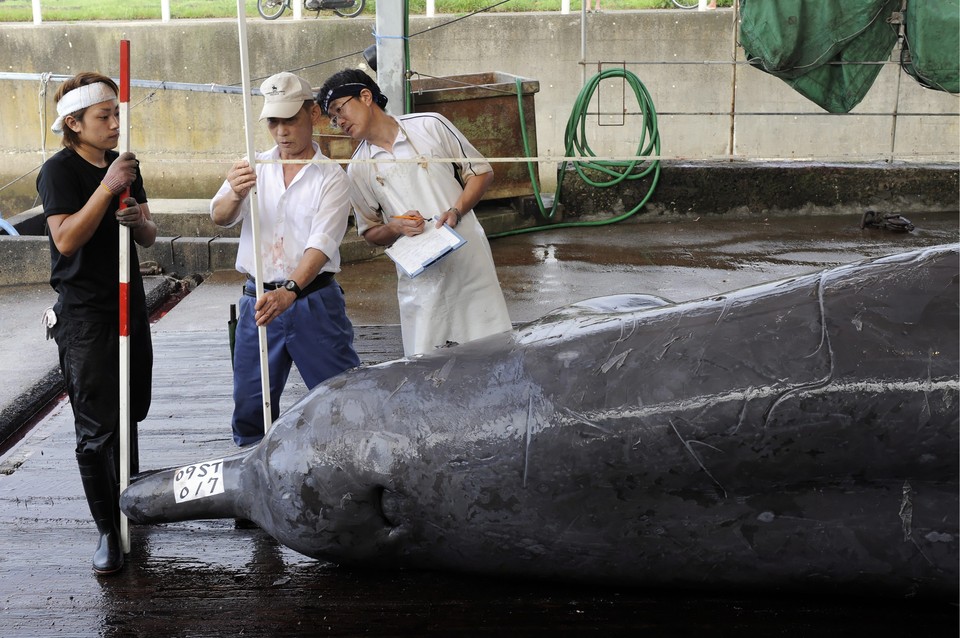 JAPAN FEATURE PACKAGE WHALING