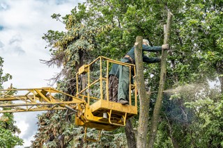 Wycinka drzew i krzewów: Potrzebne jest pozwolenie i to nie zawsze od wójta