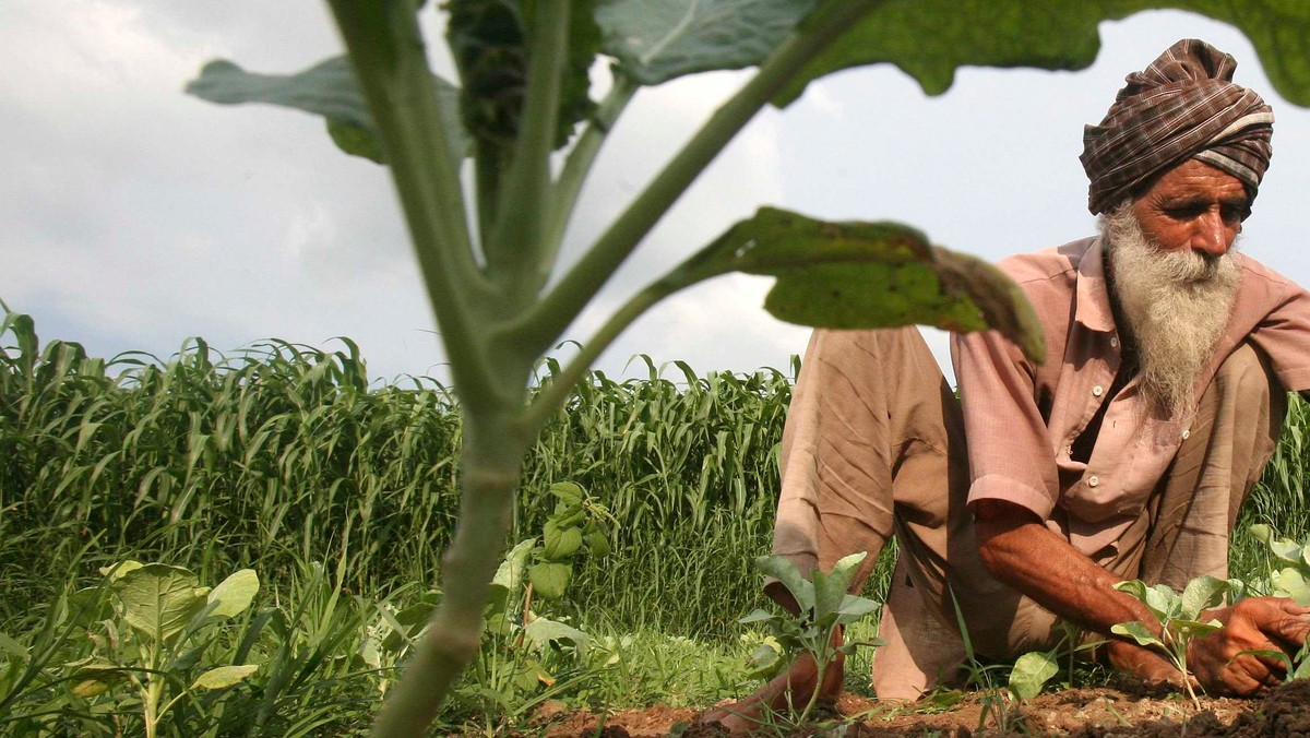 A farmer works in a cabbage field at Mananna village