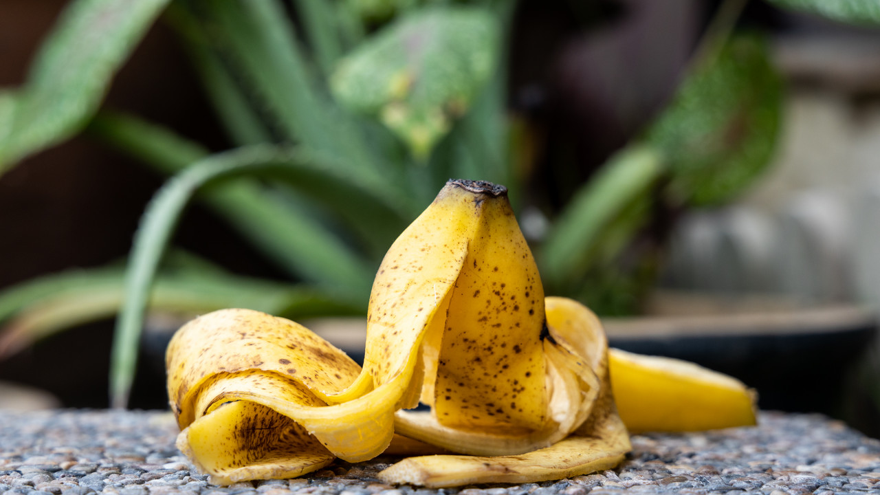 Gnojówka z bananów to płynne złoto. Jak przygotować?