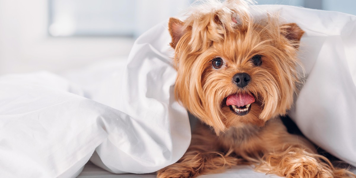 yorkshire terrier