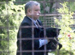 Kot szefa PiS podzielił polityków