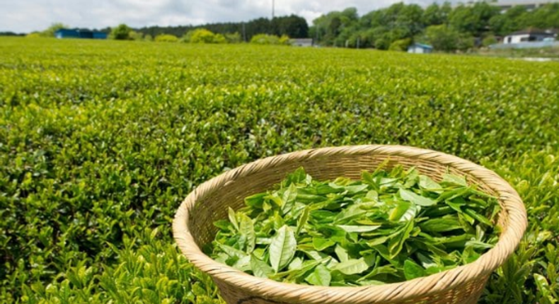 Kenya tea plantation