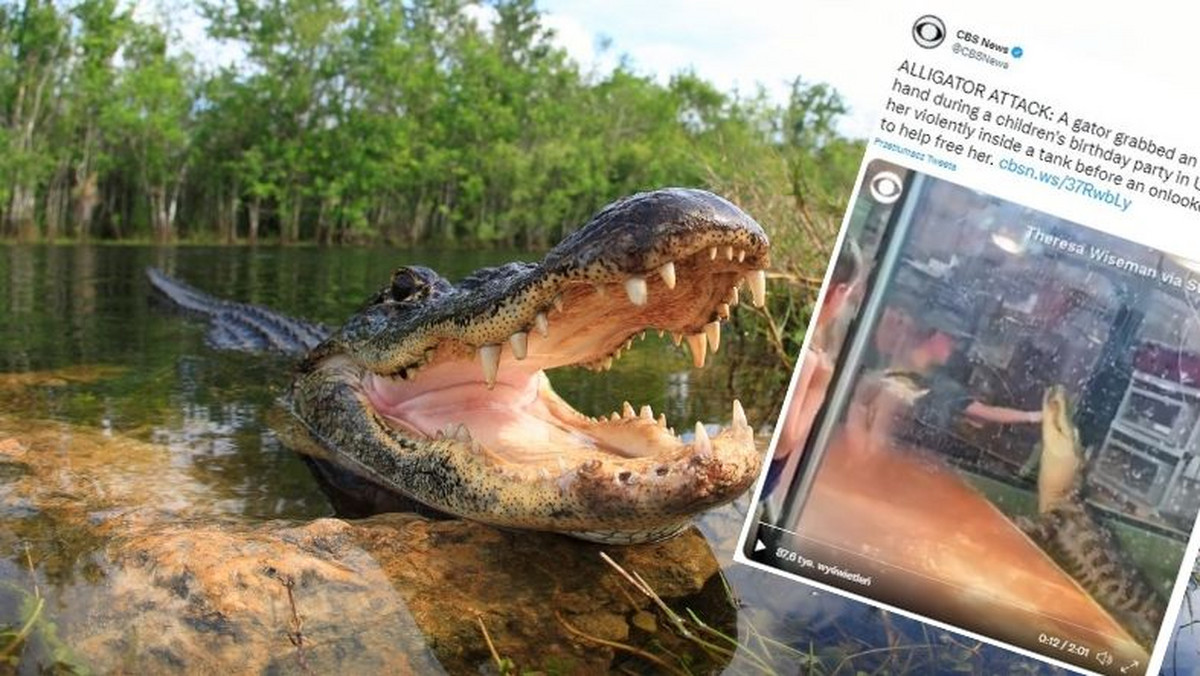 USA: Aligator zaatakował opiekunkę. Z pomocą ruszył turysta