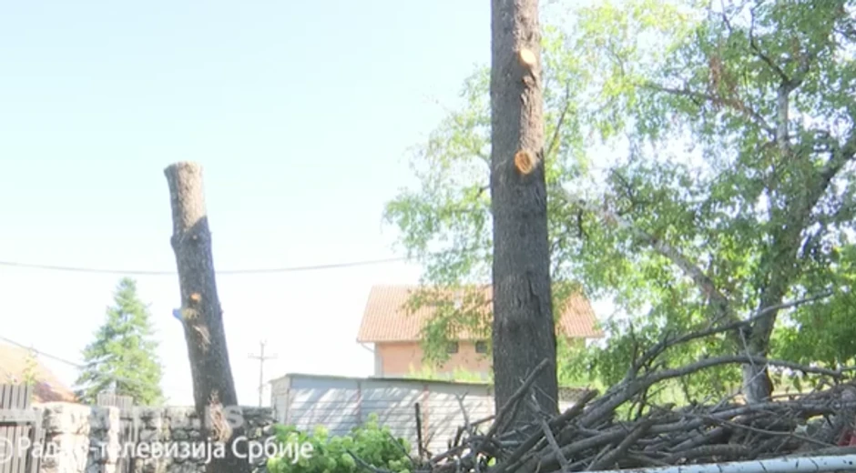 Orezana stabla kao prevencija