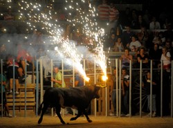 Krwawa fiesta z bykami. Są dziesiątki rannych!