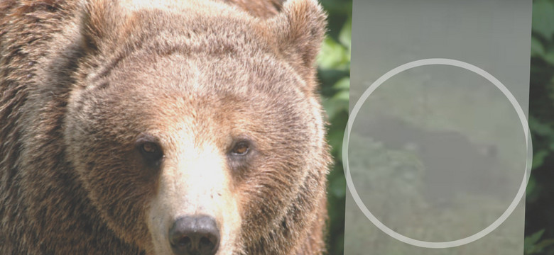 Spotkali niedźwiedzia w Tatrach. Udało im się go nagrać