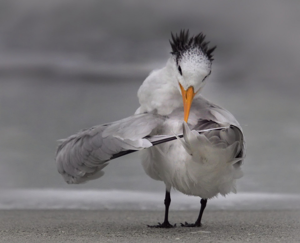 Daniele D'Ermo "Tern tuning its wings" (Rybitwa strojąca swoje skrzydła)