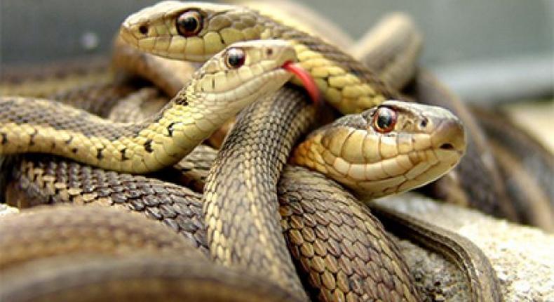 Nigeria needs N7bn to commence Anti-Snake Venom production for victims. [guardian]