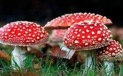 Nowa internetowa moda. 'Może mieć tragiczne skutki'