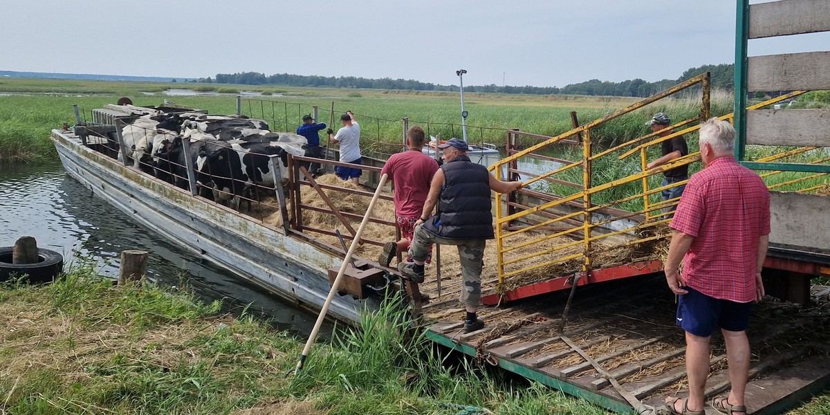 Katastrofa ekologiczna na Odrze. Rozpoczęła się ewakuacja bydła.