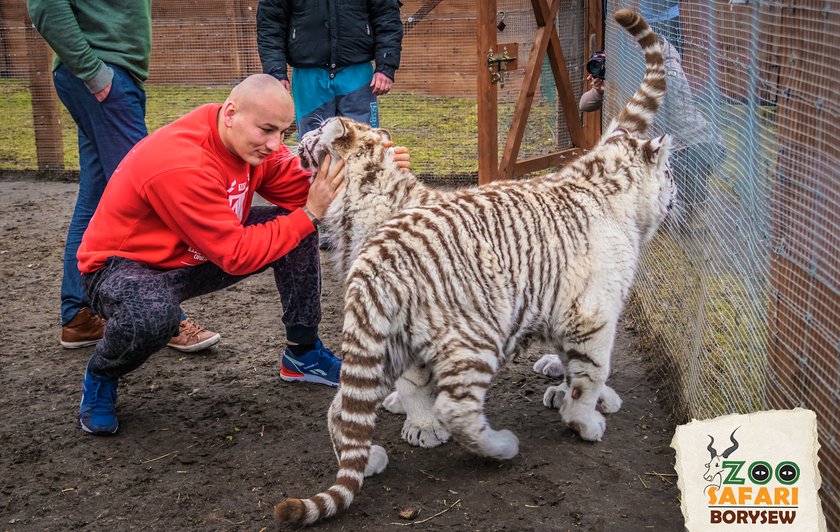 Artur Szpilka i Andrzej Wawrzyk bawili się z tygrysami