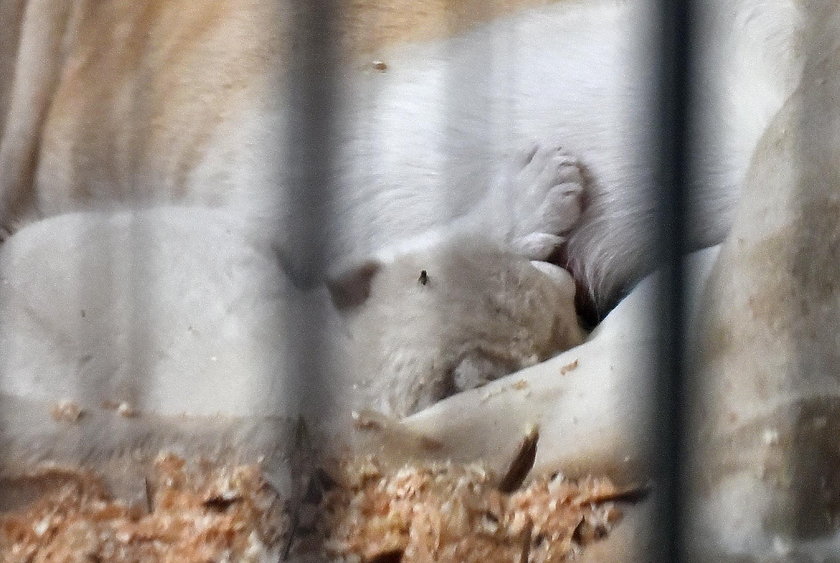 W ZOO Safari w Borysewie urodziły się cztery białe lwiątka