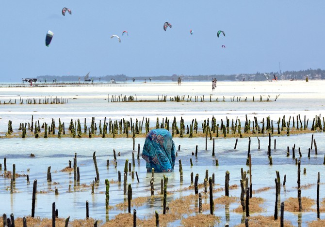 Zena sakuplja moesku travu tokom odeke, Zanzibar