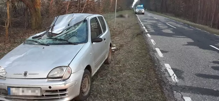 Seicento zderzyło się z łosiem. Kierowcy nic się nie stało, ale zwierzę niestety nie przeżyło