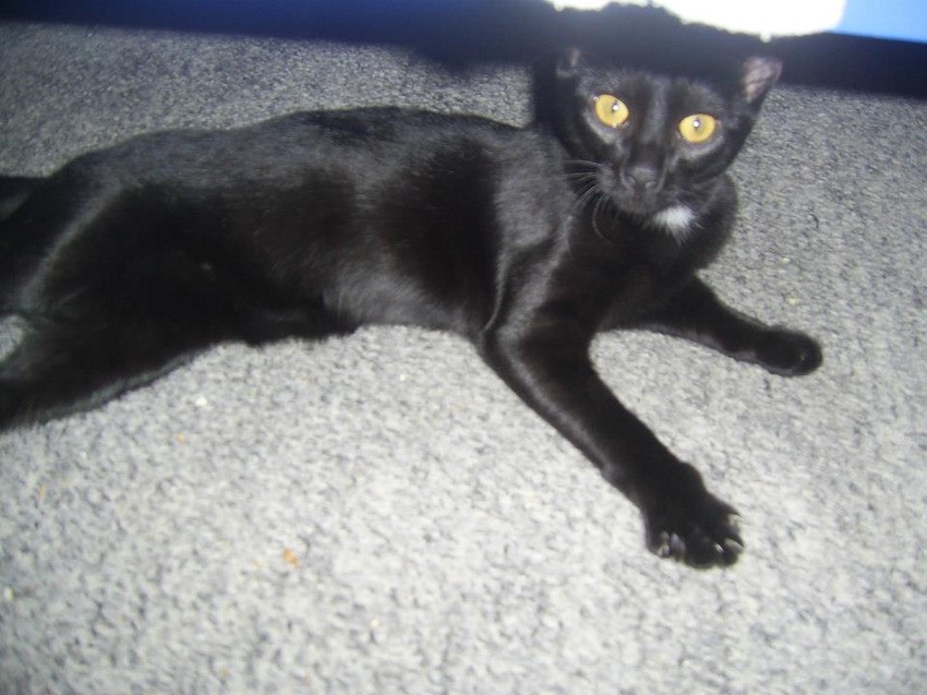 Petrina crna mačka Nađa