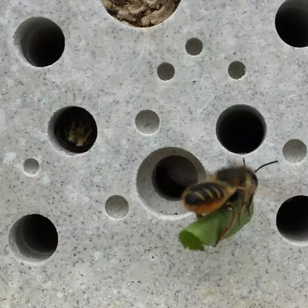 Miasto wprowadza obowiązek używania cegieł z domami dla pszczół