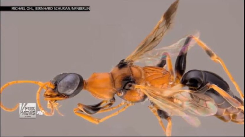 Osin otrov, navodno, ubija ćelije raka dok one zdrave ne oštećuje