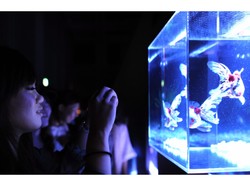 Złote rybki w Tokio