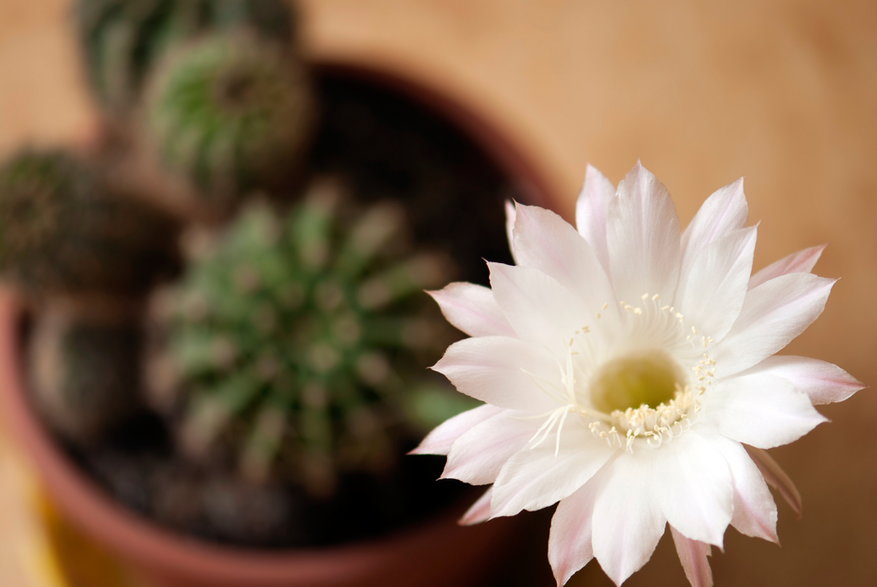 Kwitnący kaktus - vrabelpeter1/stock.adobe.com