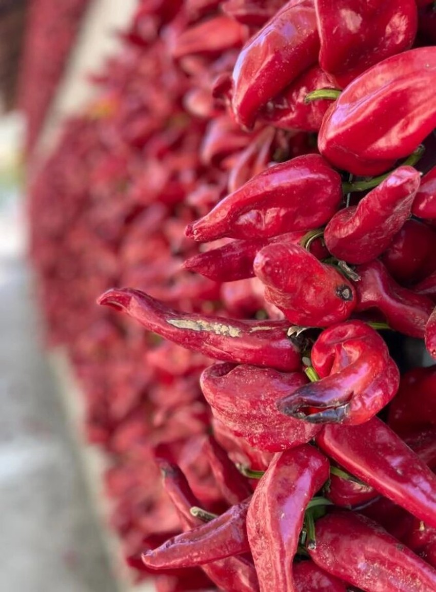 Paprika nizača uspeva samo u ovom selu u Srbiji