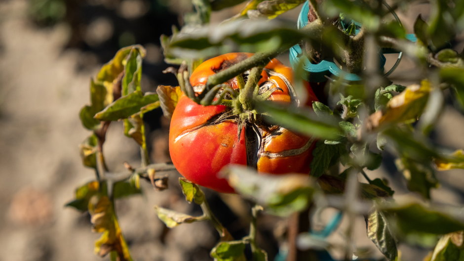Niektóre choroby pomidorów mogą zniszczyć całe uprawy - DEWI-Stockphotos/stock.adobe.com
