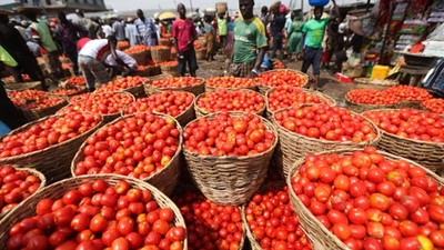 FCT housewives ditch tomatoes for stew as cost skyrockets (Nairametrics)