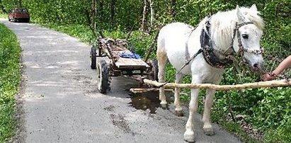 Koń miał dość. Postanowił poczekać na policjantów