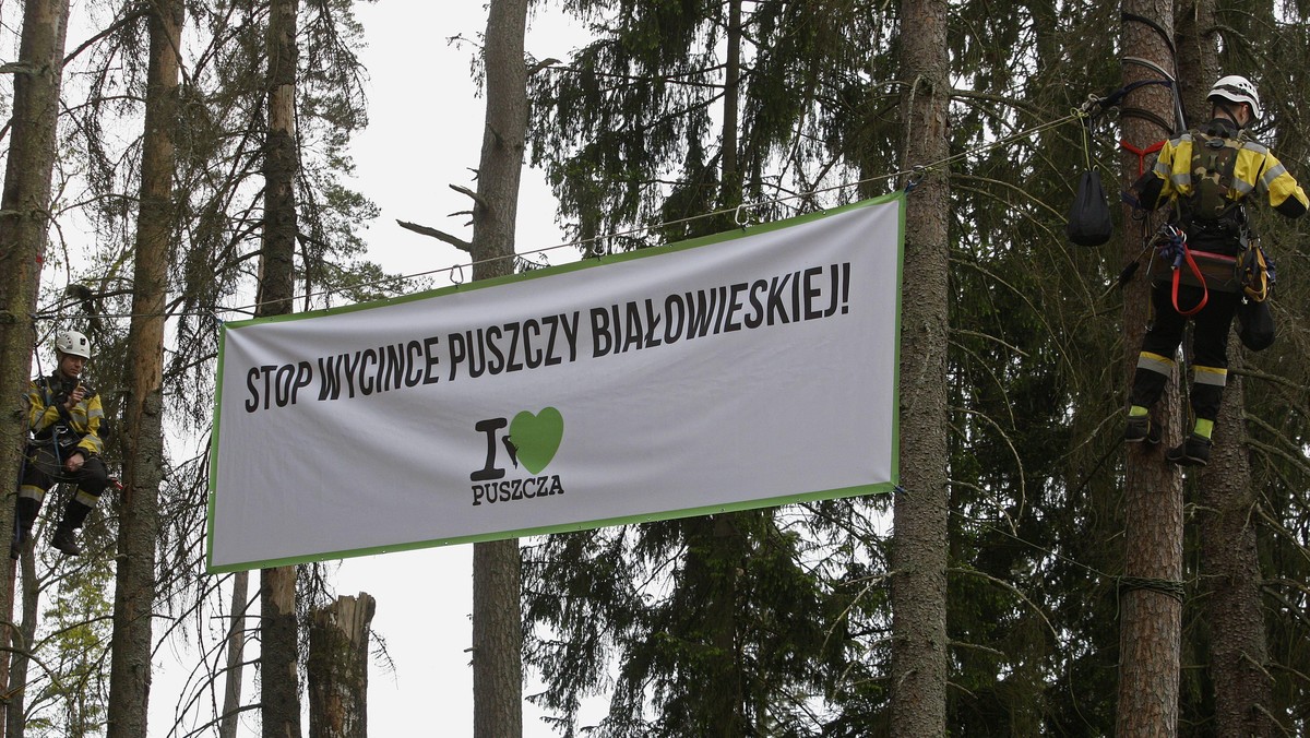 Puszcza Białowieska Protest ekologów z Greenpeace i fundacji Dzika Polska