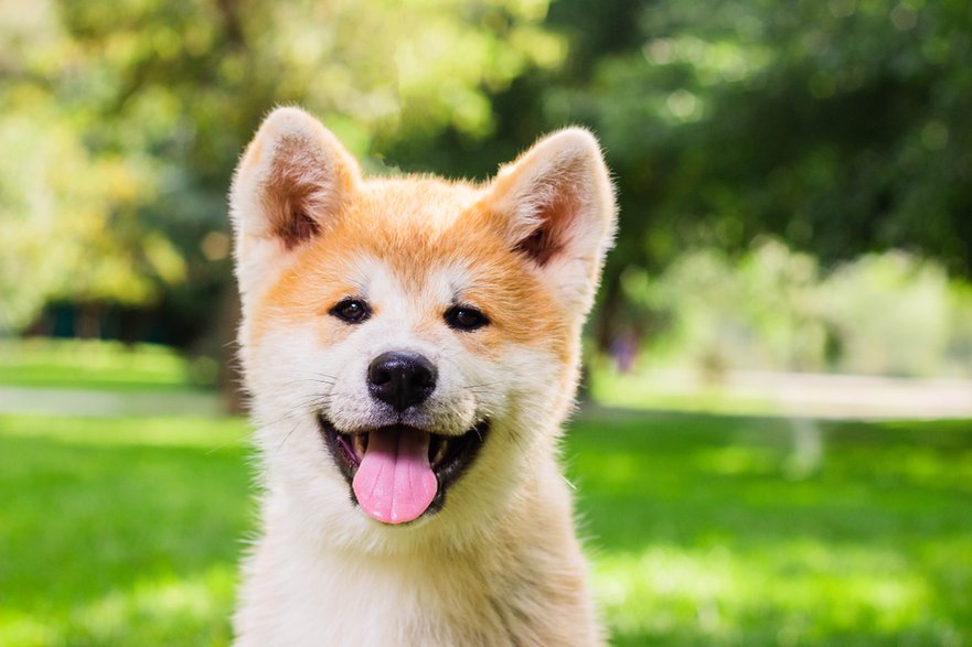 Szczeniak akita inu - PAVEL GERASIMENKO/stock.adobe.com