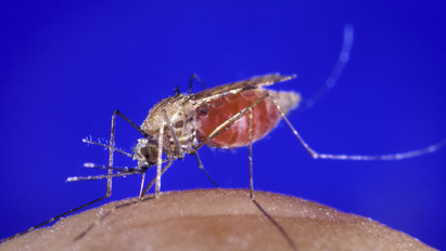 Az állatvédelem magasiskolája : kegyetlenség lecsapni a szúnyogot