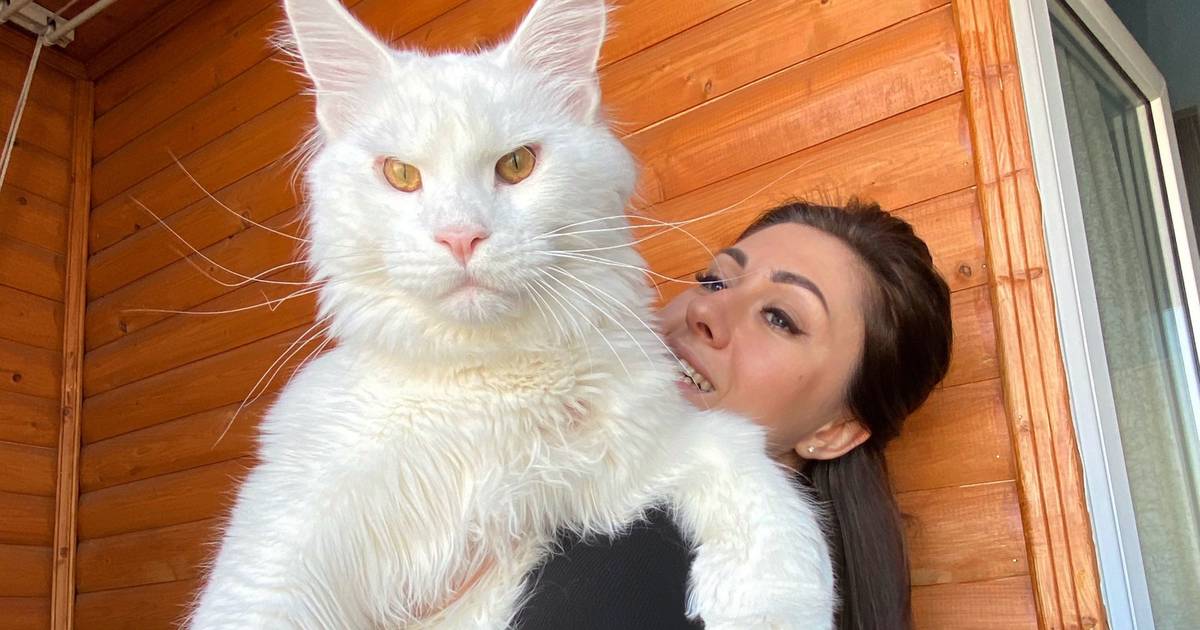 Bemutatjuk Kefirt, a világ legnagyobb macskáját - Noizz