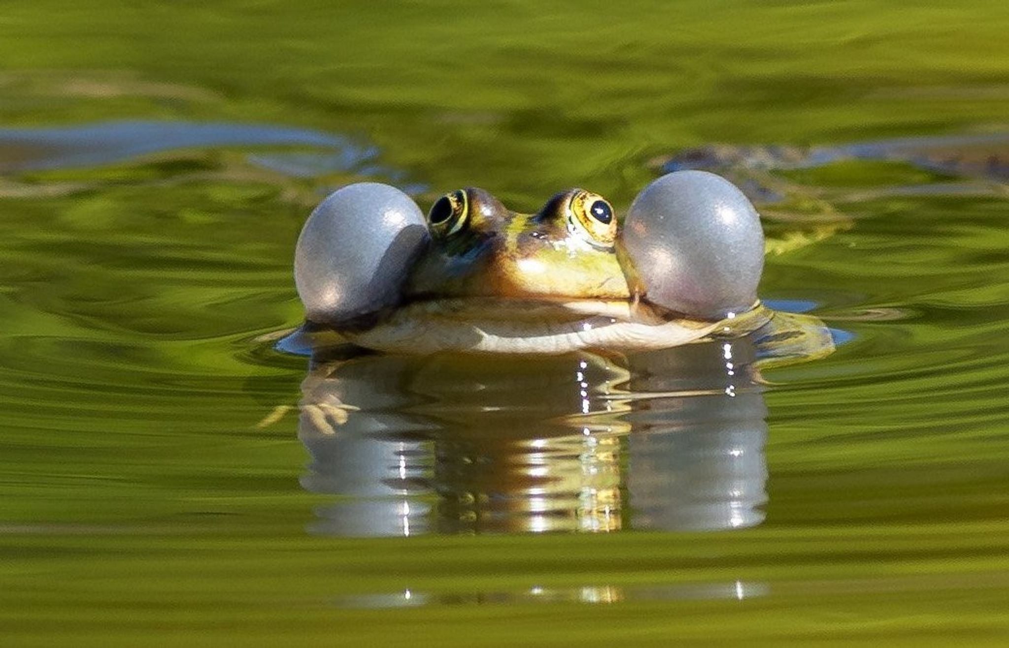 Wegen Froschschenkel-Delikatesse: Vier Wasserfrosch-Arten unter Schutz