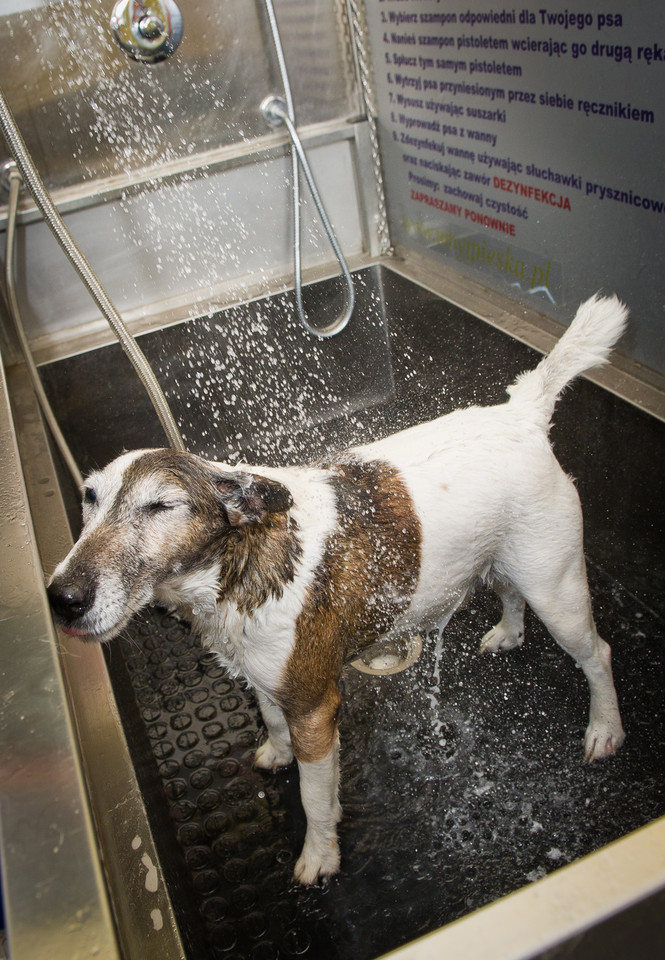 Umyj psa w myjni