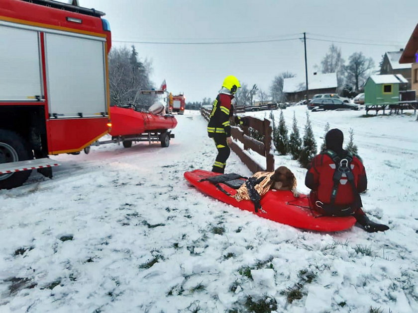 Strażacy uratowali psa tonącego w jeziorze