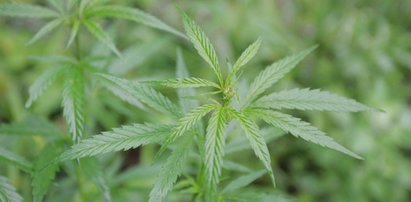 Lecznicza marihuana z refundacją. Ministerstwo Zdrowia podjęło decyzję