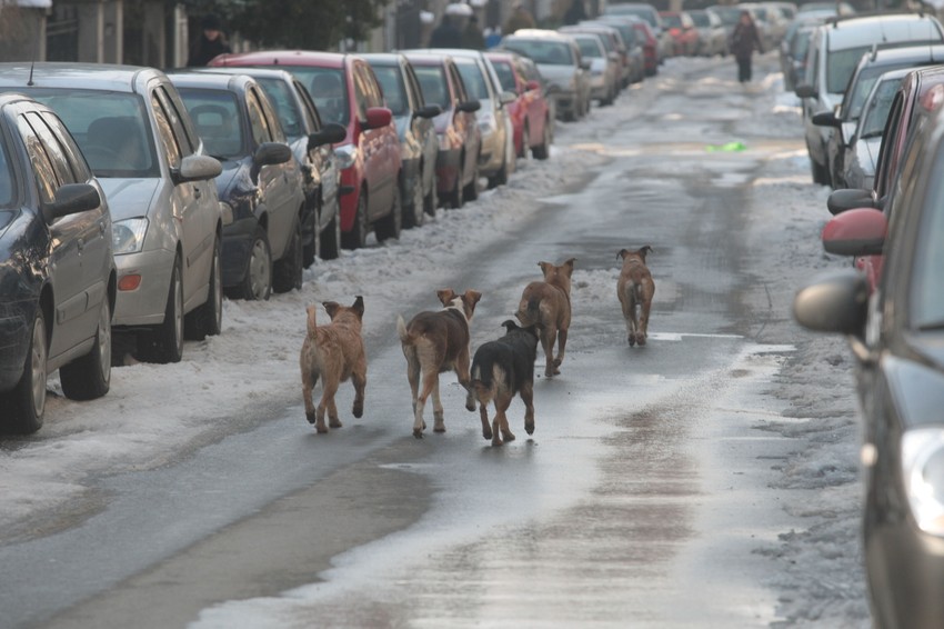 Foto: Aleksandar Stanković