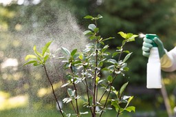zielona rewolucja w farmacji: jak rośliny uczą nas wytwarzać leki