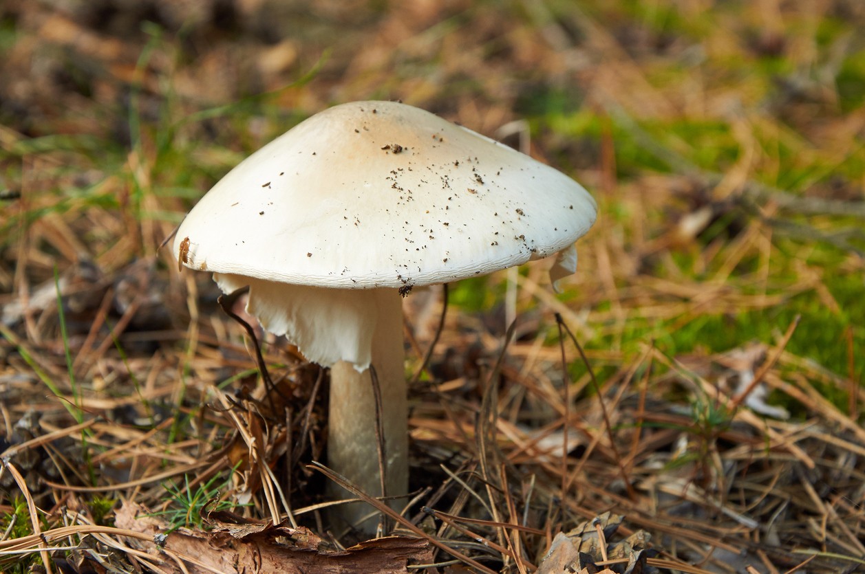 Muchotrávka zelená – Amanita phalloides. Zámena bedle s jedovatou muchotrávkou zelenou môže mať vážne následky. Pri zbere zbierajte iba huby, ktoré bezpečne poznáte.