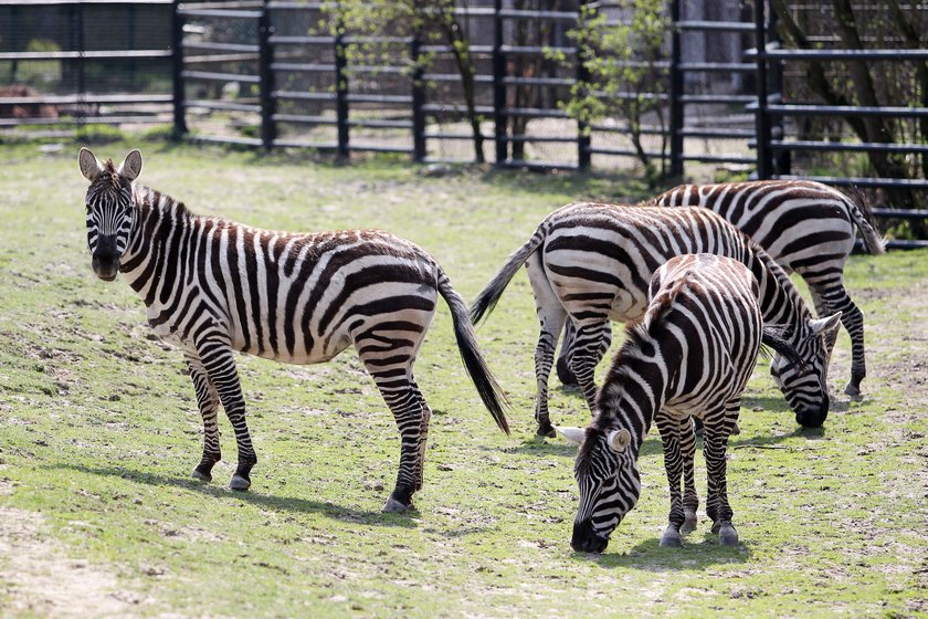 Zwierzęta na wybiegach w zoo